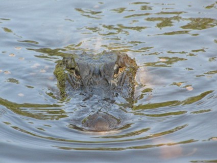 短吻鱷的動物自然