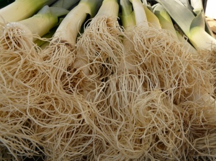 racines de légumes Allium