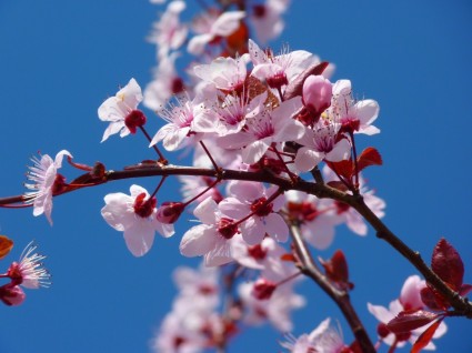 아몬드 꽃 벚꽃 꽃 일본의 벚꽃 나무