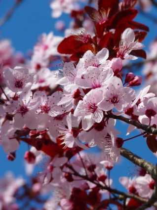 almond blossom Ceri mekar pohon ceri Jepang