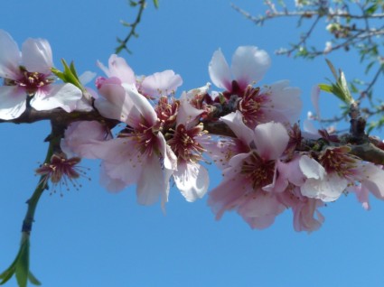bunga musim semi almond blossom