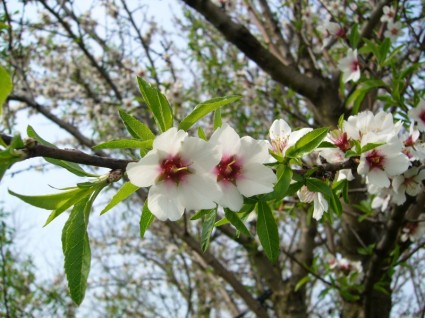 almond bunga kayu