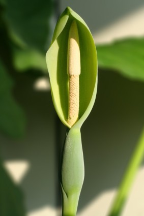 fiore di pianta di Alocasia sp macrorrhizoz