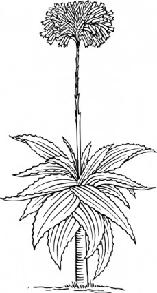 clipart de Aloe
