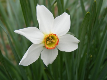 Amaryllis daffodils bunga