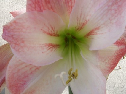 Amaryllis Hoa