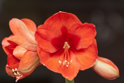 Amaryllis Blume Pflanze