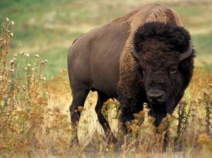 bisonti americani sfondi altri animali