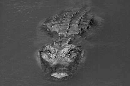 cá sấu Mỹ