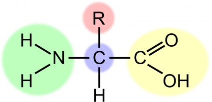 Amino Acid Highlight