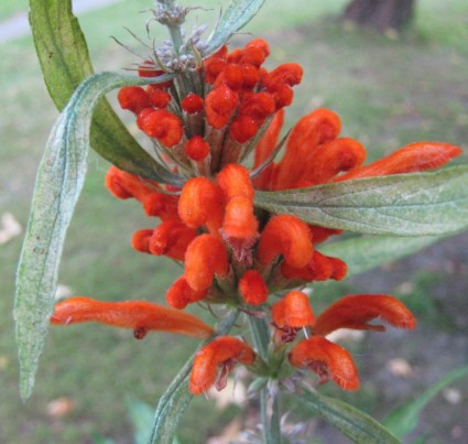 eine orangefarbene Blume