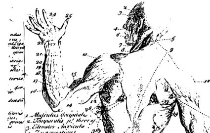 anatomiczne ilustracja wektorów