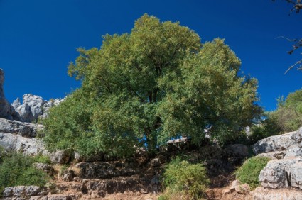 アンダルシアのスペインの木