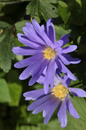 primavera fiore blu Anemone