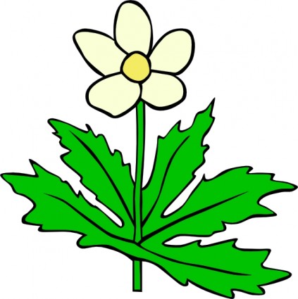 Anemon canadensis bunga clip art