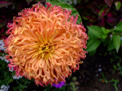 ดอก anemone