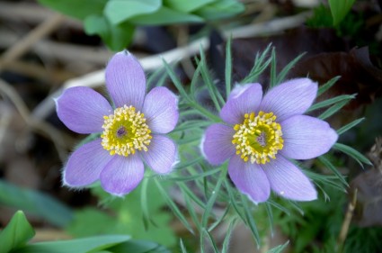 jardim de flor anêmona