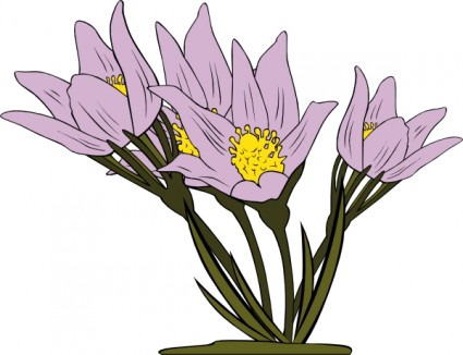 Anemone Patens ClipArt