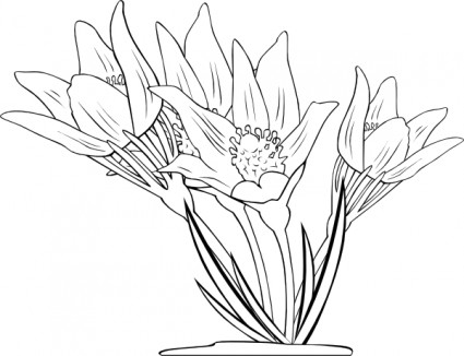 Anemone Patens ClipArt