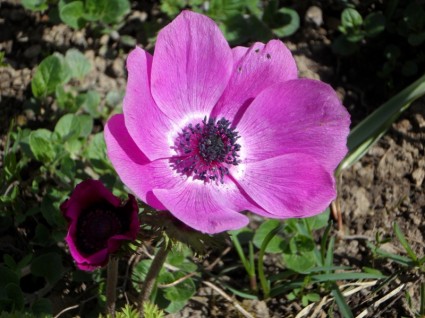 flor anêmona-de-rosa