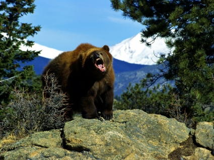 papel de parede de urso com raiva tem animais