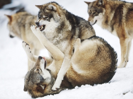 Angry Wolves Wallpaper Wolves Animals