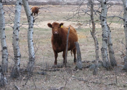 アンガス牛の好奇心