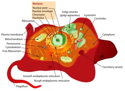 prediseñadas estructura de célula animal