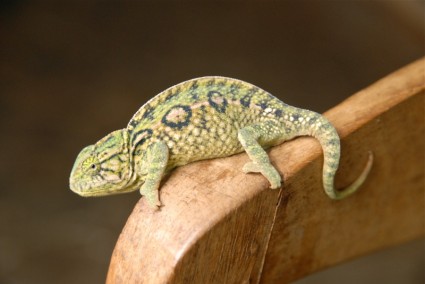 Animal Chameleon Green