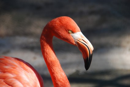 animal conta flamingo