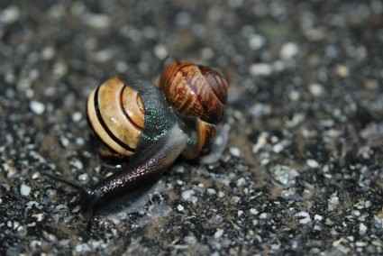 动物自然蜗牛