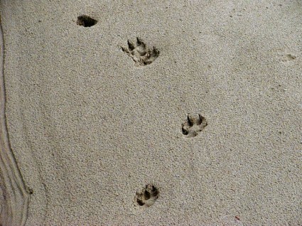 동물 트랙 모래