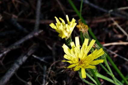 annuel capillaris jaune fleurs sauvages