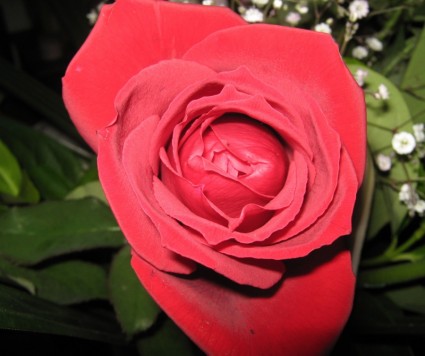 un'altra bella rosa rossa