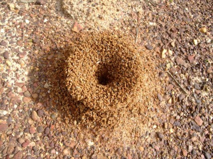 insecto de hormigas Ant