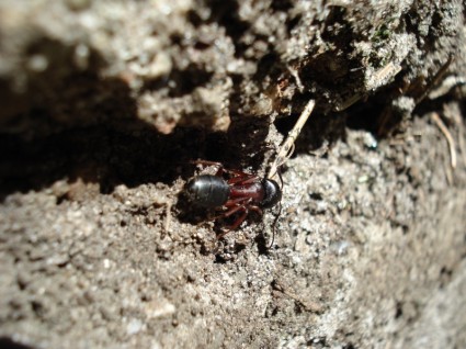 طبيعة النمل النمل الخشب