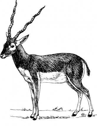 clipart antilope