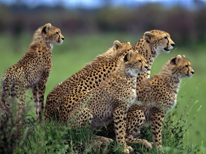 Anticipation Wallpaper Cheetahs Animals