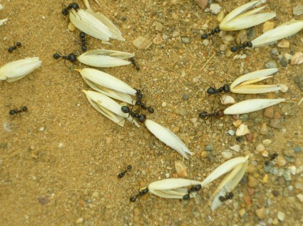 terre d'avoine fourmis