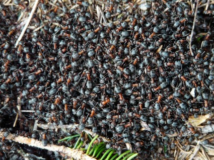 loài kiến gỗ kiến formica