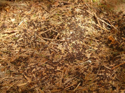 hormigas hormigas de madera formica