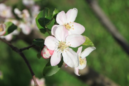 苹果 4 月开花