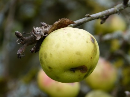 pohon apel apel musim gugur