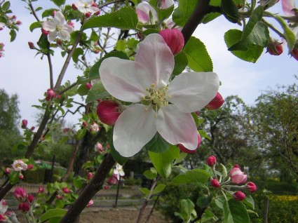 flor de maçã