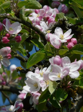 Apple blossom mela albero fiore