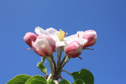 Apple blossom apple arbre fleur