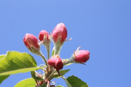 bunga pohon apel apel