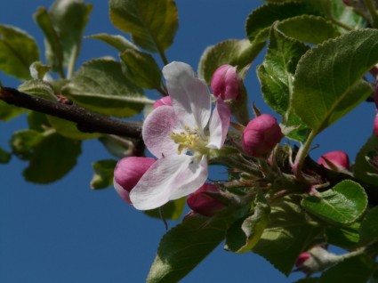 Apple hoa táo cây hoa