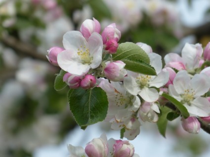 アップル花りんごの木の花