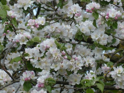 Apple blossom apple arbre fleur
